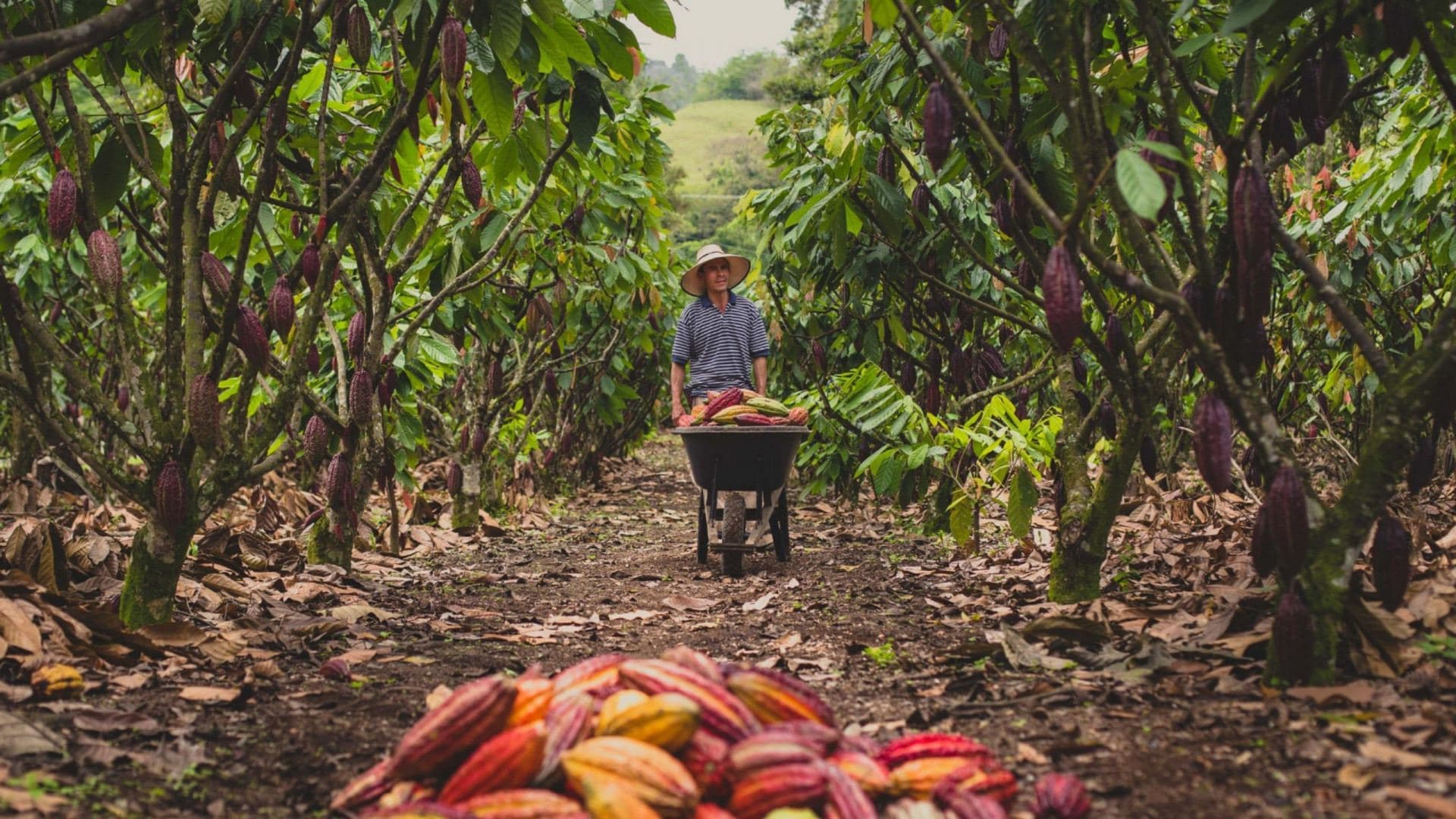 A farmer wheeling harvested cocoa pods through a cocoa plantation